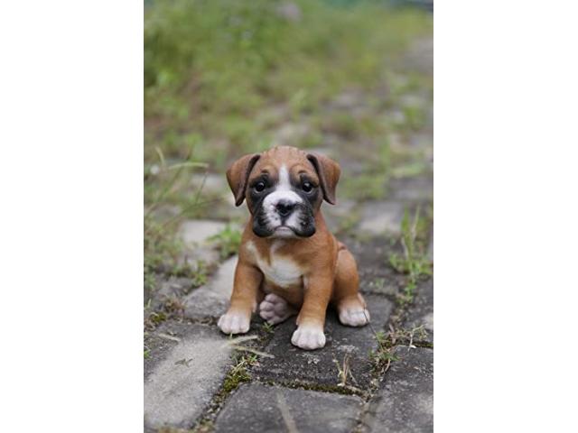 Boxer Dog Puppies for Sale in Delhi - 1/1
