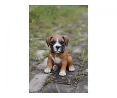 Boxer Dog Puppies for Sale in Delhi