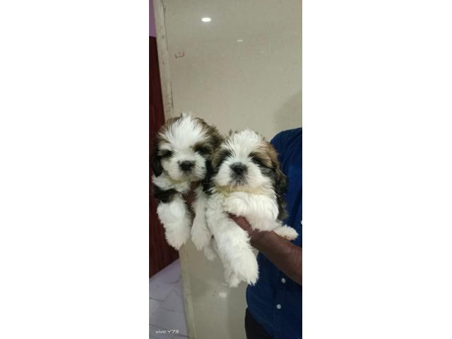 Shihtzu top quality male puppies available - 1/2