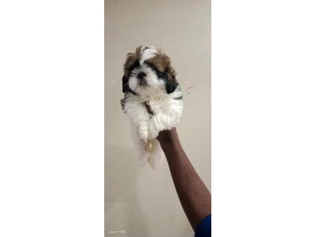 Shihtzu top quality male puppies available - 2/2