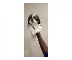 Shihtzu top quality male puppies available