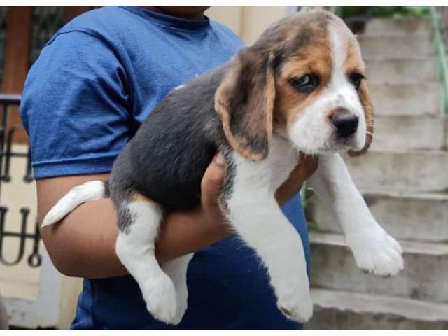 Beagle puppies in Tirupur - 1/1