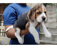 Beagle puppies in Tirupur