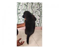 Gsd double coat puppy available - 2
