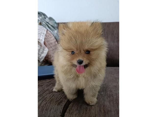 Excellent Quality Healthy Home bread Pomeranian Puppy Available - 1/2