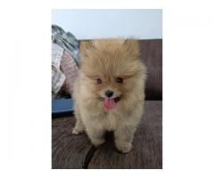 Excellent Quality Healthy Home bread Pomeranian Puppy Available - 1
