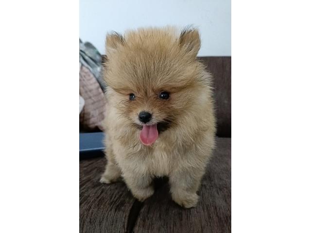 Excellent Quality Healthy Home bread Pomeranian Puppy Available - 2/2