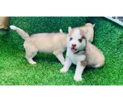 Husky puppies available in Tirupur - 3