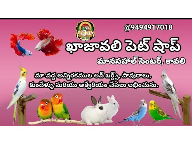 Khajavali Pets Shop Pet store in Kavali, Andhra Pradesh - 1/3