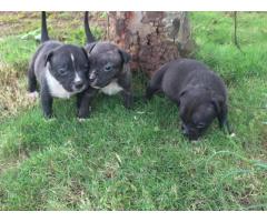 American pitbull female puppies available in Pune