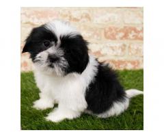 Shihtzu male puppy available