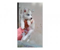 Siberian Husky male and female puppy Available for sale