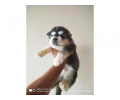 Husky Puppy for sale in chandigarh