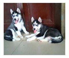 Husky male blue eyes top quality available