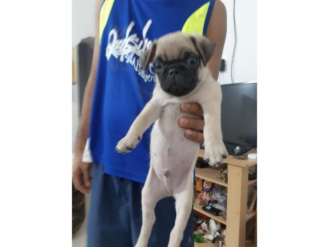 Pug puppies available for sale - 1/2