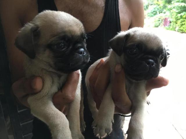 Pug puppies available for sale - 2/2
