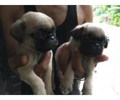 Pug puppies available for sale