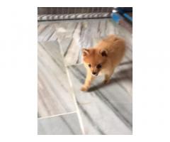 Pom Puppy Available For Sale Bhatinda
