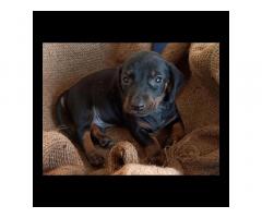 Dachshund Puppies for sale in Namakkal, Buy Online, Price