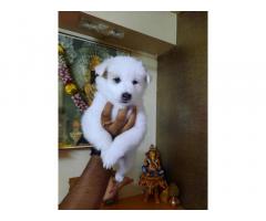 Pomeranian Puppy Pune for sale