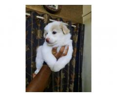 Pomeranian Puppy Pune for sale