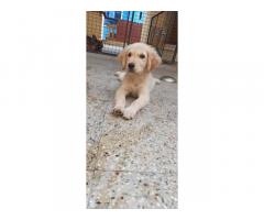 Golden Retriever Female puppy available for sale
