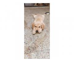 Golden Retriever Female puppy available for sale