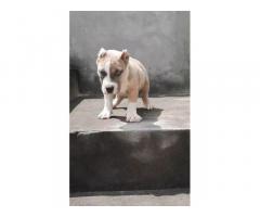 American bully puppy for sale in bhatinda punjab