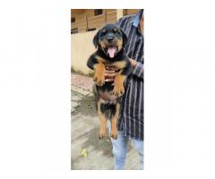 Rottweiler female puppy available in Indore MP