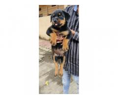 Rottweiler female puppy available in Indore MP