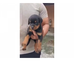 Rottweiler Puppy available for sale Hapur