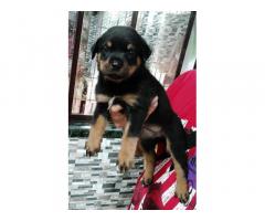 Rottweiler Puppy for sale in pune , thane, mumbai