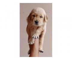 Golden retriever male and female puppy available