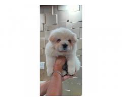 Chow Chow Dog for Sale Panchkula Near Mohali, Buy Online, Price