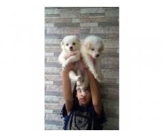 Snow White Pomeranian for sale in ahmedabad