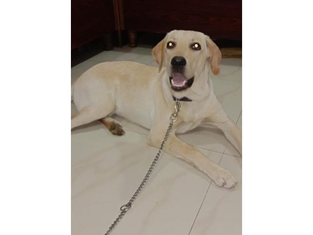 Labrador available for sell - 1/1