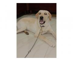 Labrador available for sell - 1