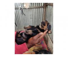 Rottweiler Dog Puppy for sale