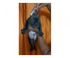 French Bulldog male puppy available in Mumbai