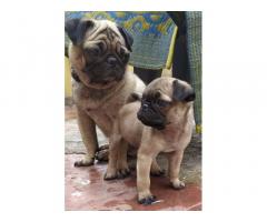 Pug male puppy available for sale in Ambajogai