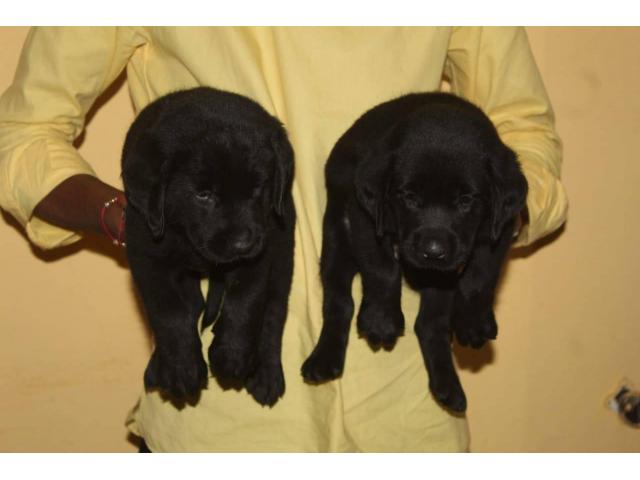 Labrador Available for sale in nashik - 1/1