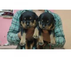 Rottweiler Puppy for sale in panipat