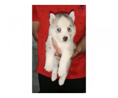 Husky male and female available for sale chandigarh