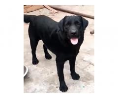 Labrador male for sale hisar haryana