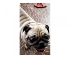 Pet Shop - Pug Adult Female For Sale in Chennai