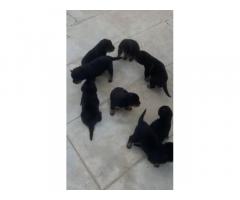 Rottweiler puppies for sale available