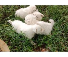 Pomeranian Puppy Price - Pomeranian puppies available in Nagercoil