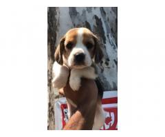 Beagle dog price-  Beagle Male And Female Puppies Available