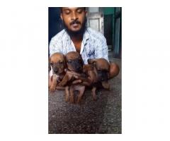 Dachshund Puppies for Sale in Vellore, Buy Online, Price