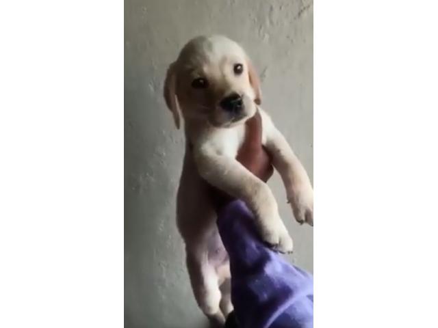 Labrador male puppy available - 1/1
